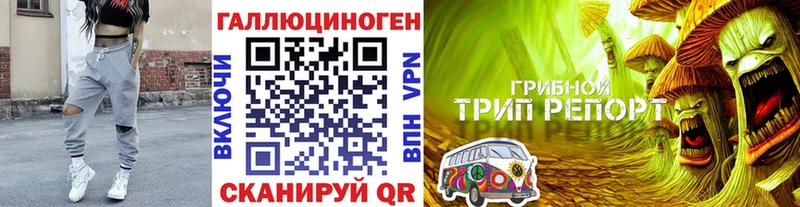 хочу наркоту  Видное  Псилоцибиновые грибы Psilocybe 